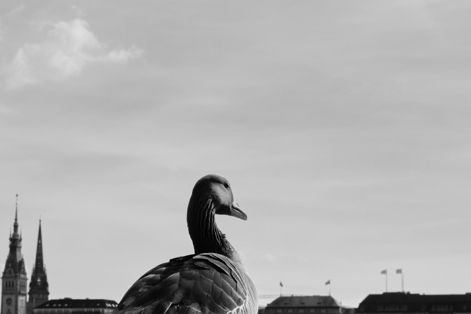 Goose in front of the Hamburg skyline