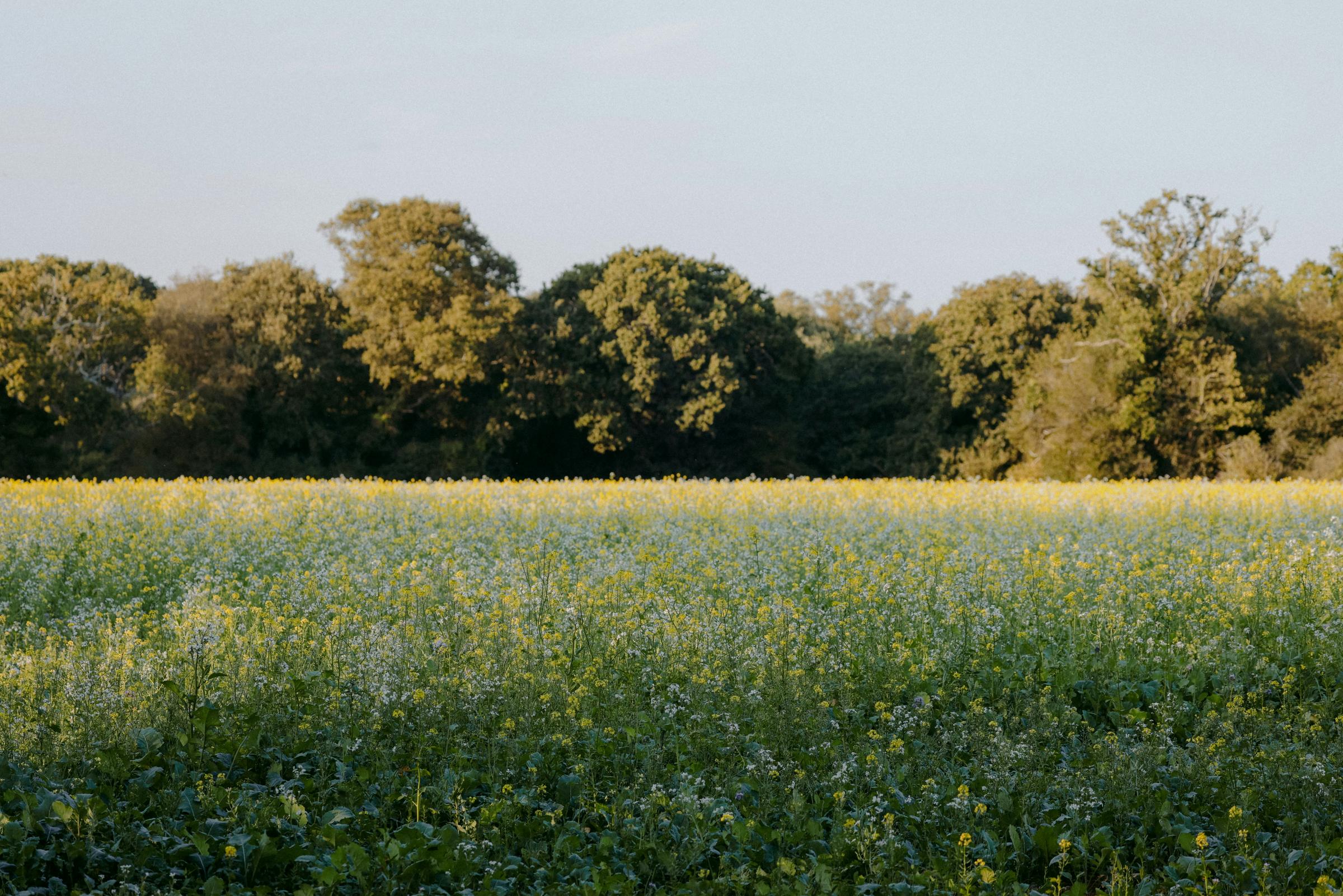 Flowering field in front of old oaks